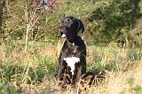 DOGUE ALLEMAND 891
